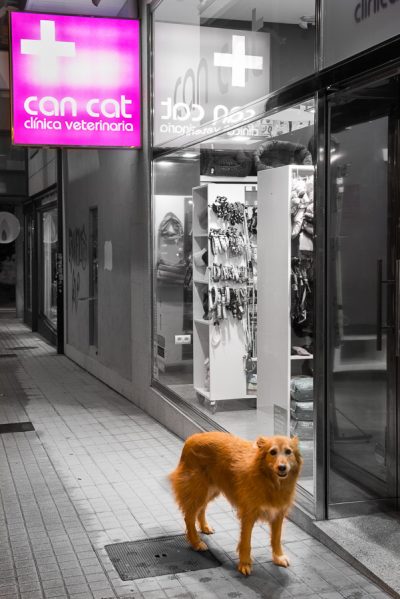 Can Cat Clínica Veterinaria